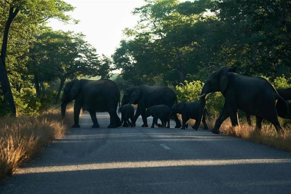 Elefantes cruzan un camino a las afueras del parque Hwange, en Zimbabue, el 26 de mayo.