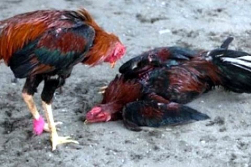 La prohibición de las peleas de gallos quedó bloqueado, pese a ser un dictamen avalado, junto a otras iniciativas, el 30 de mayo,