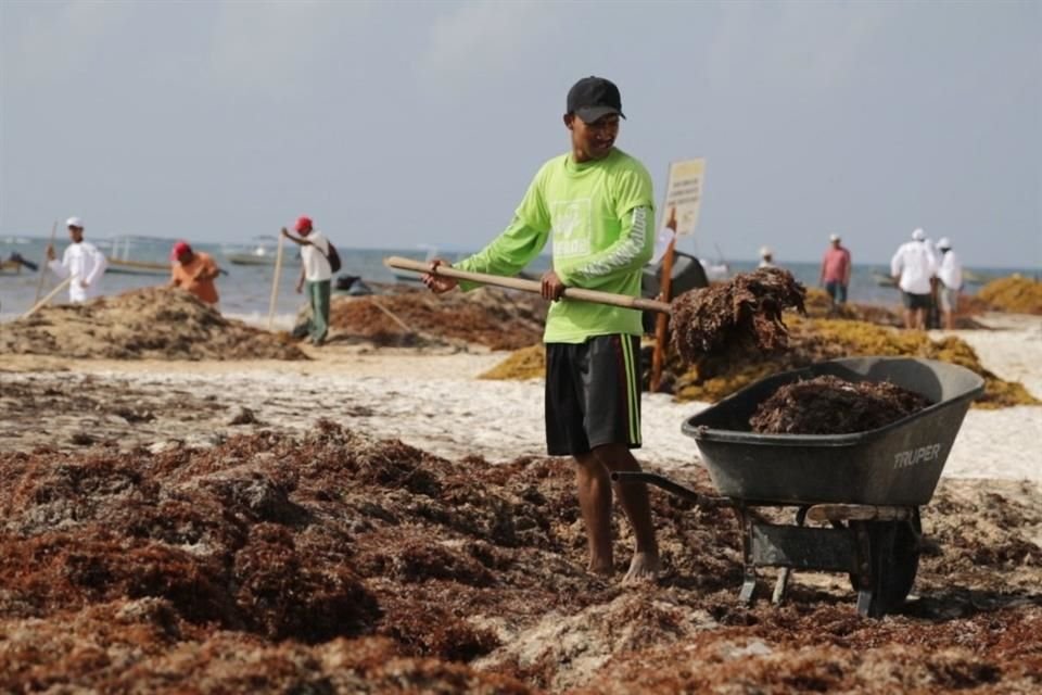 Una fuente de la entidad aseguró que la Secretaría de Marina sólo ha instalado la mitad de las barreras en la costa quintanarroense para evitar la llegada de la microalga.