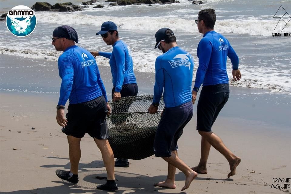 Un lobo marino en mal estado de salud, con bajo peso y exhausto, fue rescatado la tarde del miércoles en costas de Puerto Vallarta.