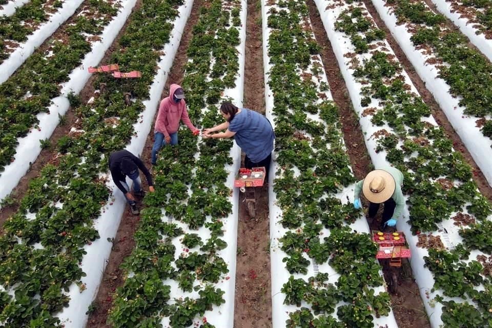 En LA, Gálvez visitó un campo donde paisanas hacen la 'pisca' de fresa.