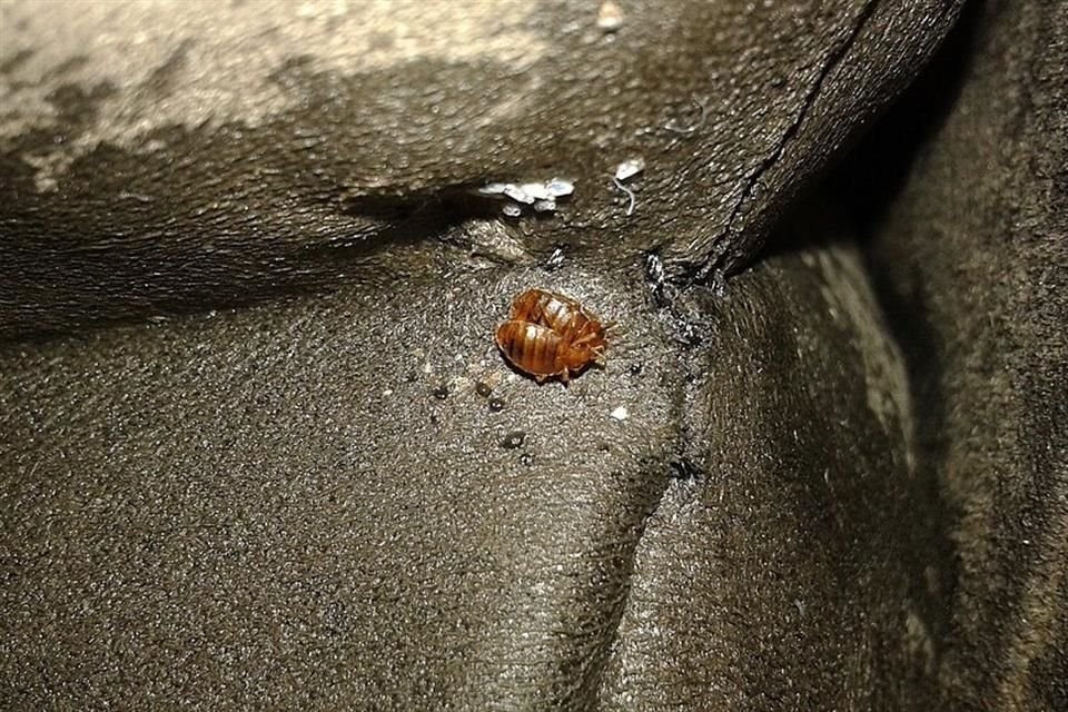 na infestación de chinches en casa puede controlarse con métodos no químicos, como tratamientos de calor y de frío, indica la EPA.