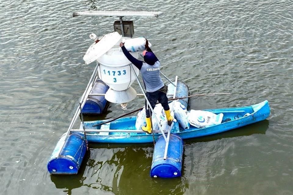 Un empleado coloca comida en un dispensador automático en un estanque de producción en una granja camaronera, en Taura, Ecuador.