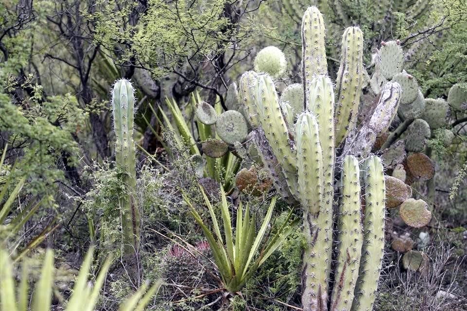 Pobladores de la región piden que el Valle de Zapotitlán obtenga reconocimiento como santuario de magueyes silvestres.