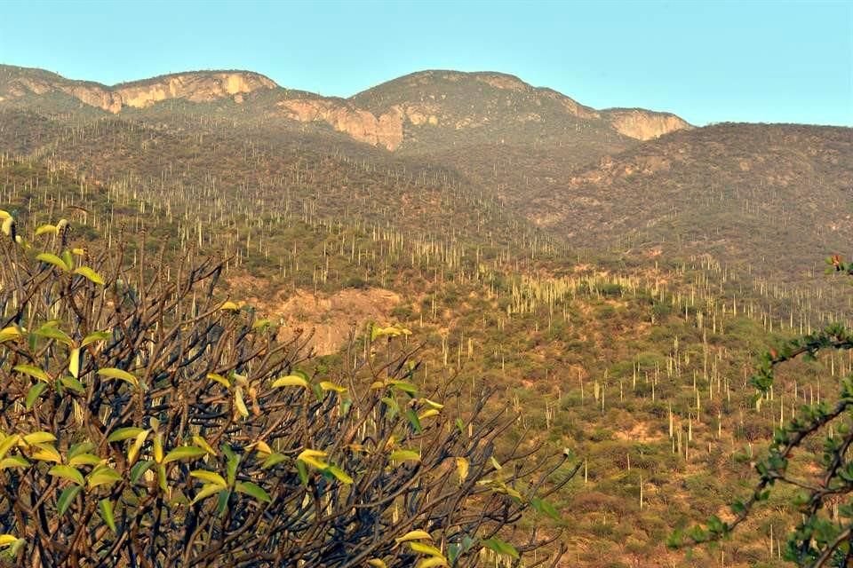 La Reserva de la Biósfera Tehuacán-Cuicatlán, ubicada en los límites de Puebla y Oaxaca, destaca por su biodiversidad.