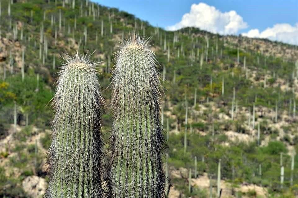 La Reserva de la Biósfera Tehuacán-Cuicatlán, ubicada en los límites de Puebla y Oaxaca, destaca por su biodiversidad.