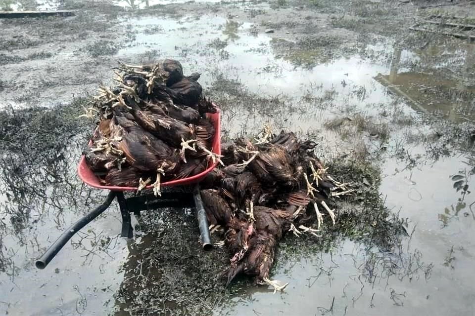 Un granjero de la zona perdió más de 500 gallinas que murieron ahogadas.