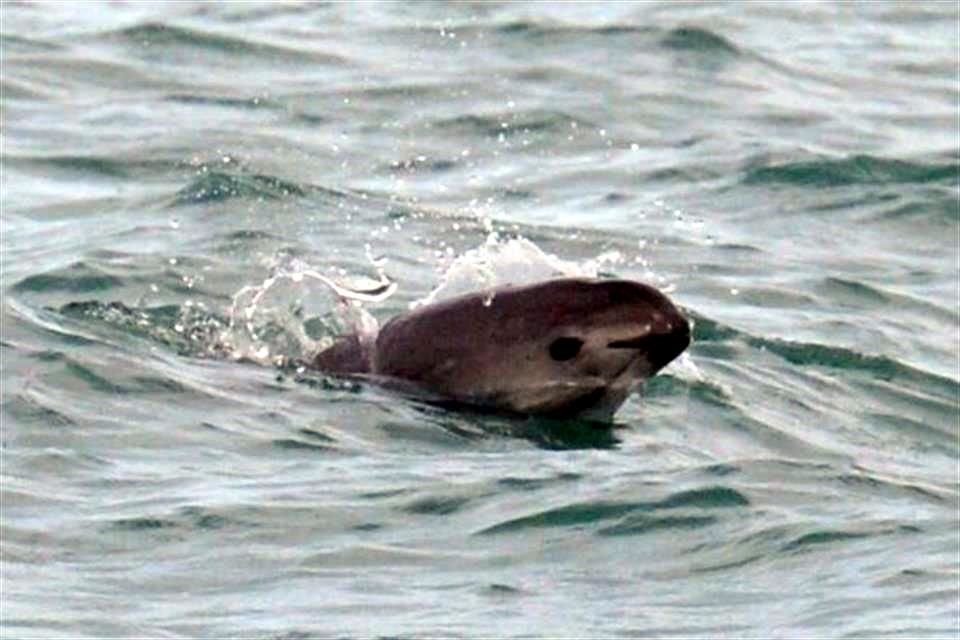 La vaquita marina queda atrapada en las redes ilícitas que se usan cuando se busca pescar la totoaba.