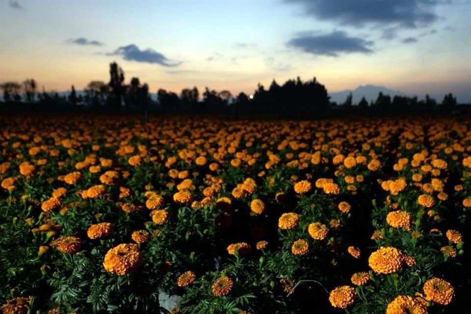 Las flores de cempasúchil cultivadas corresponden a cuatro variedades distintas de flores.