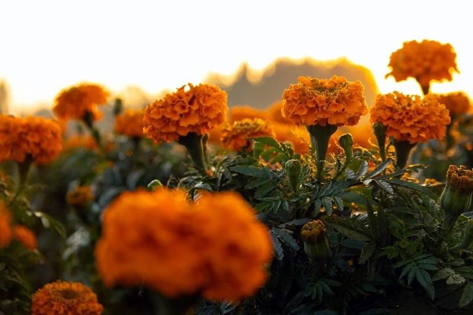 Las flores se comercializan en centros comerciales y tianguis.