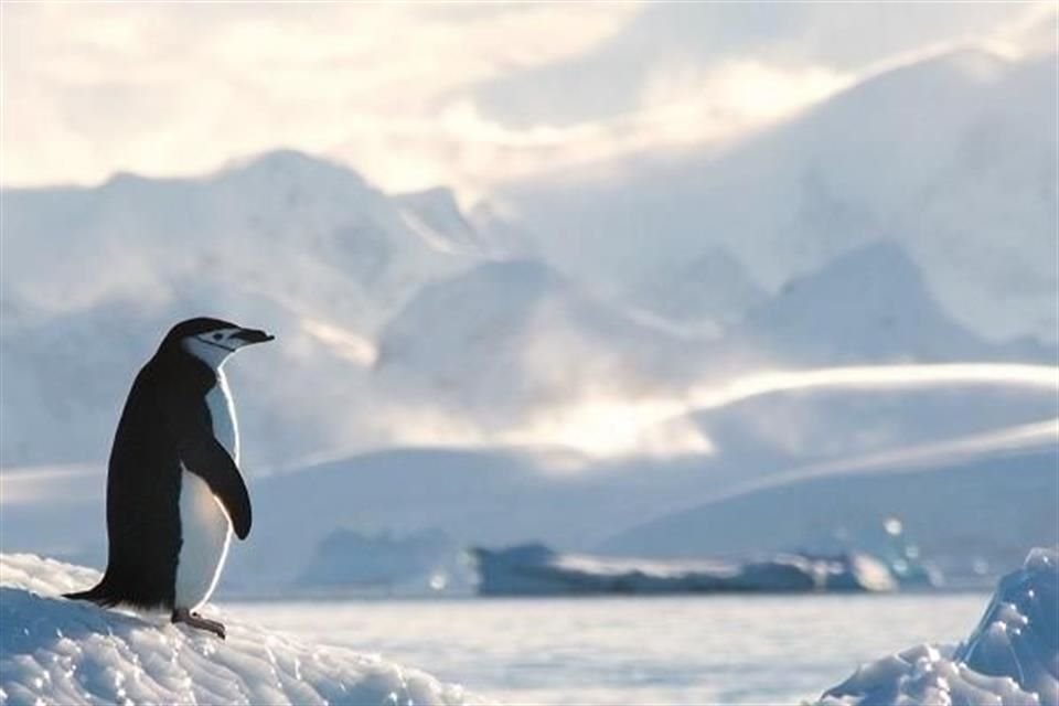 Más del 40 por ciento de las plataformas de hielo ha perdido volumen en la Antártida y liberado agua derretida al océano.