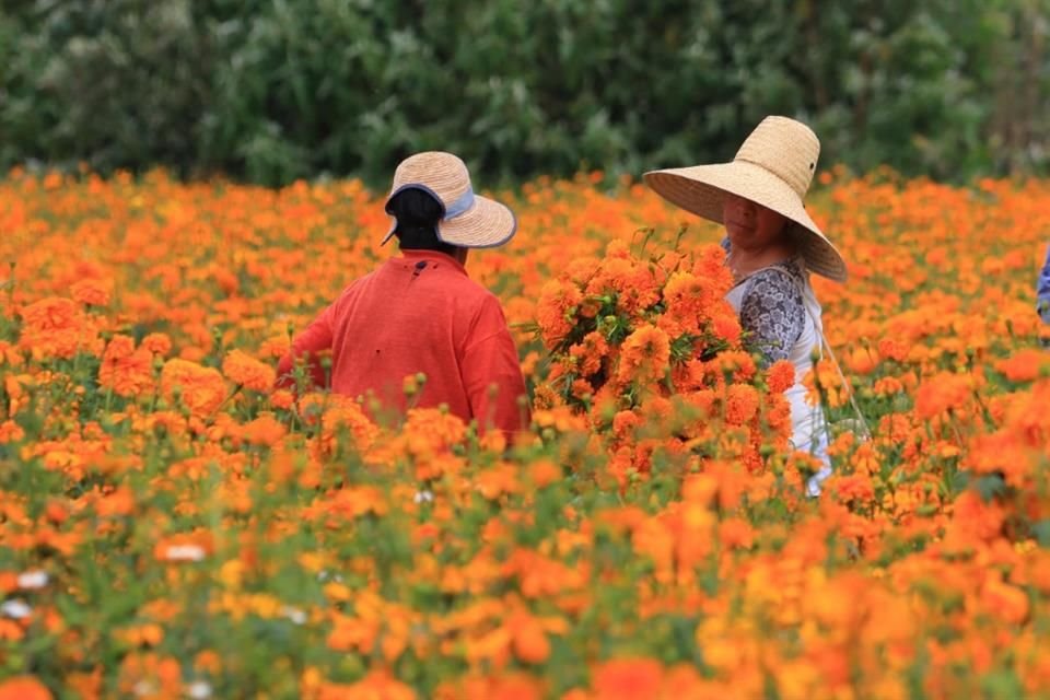 Nube, alhelí y cempasúchil son algunas de las flores que sembraron campesinos mexiquenses para Día de Muertos.