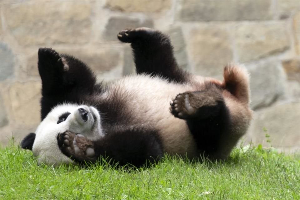 El panda gigante Xiao Qi Ji juega en su hábitat en el Zoológico Nacional en Washington, el 28 de septiembre.