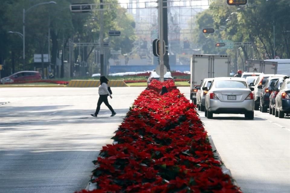 Un total de 220 mil flores de nochebuena con las que se adornarán 13 vías principales de la Ciudad.