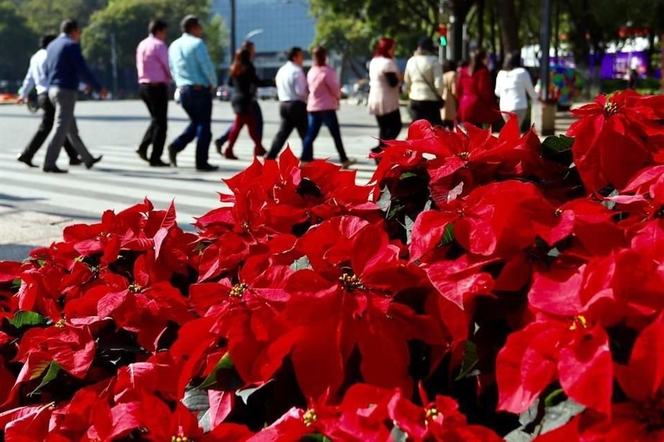 Algunas flores Nochebuenas empadronados a colocarse en las jardineras de Paseo de la Reforma.