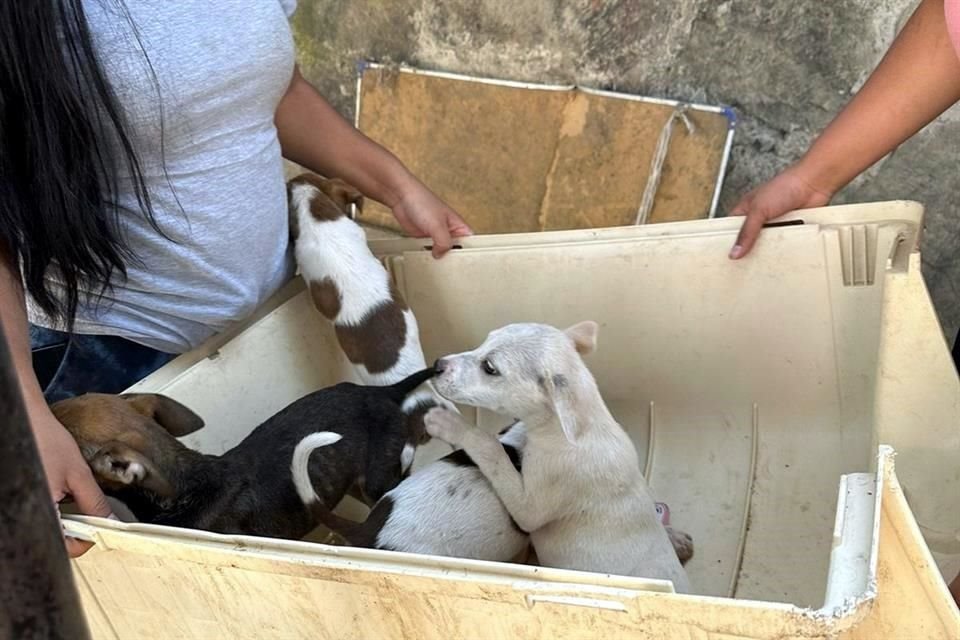 En algunos pedios, vecinos han encontrado cachorros.