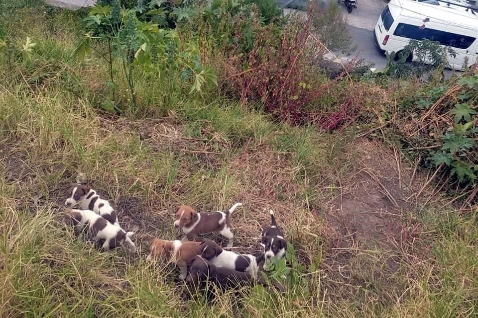 Los perros en situación de calle han proliferado en terrenos baldíos de Naucalpan.