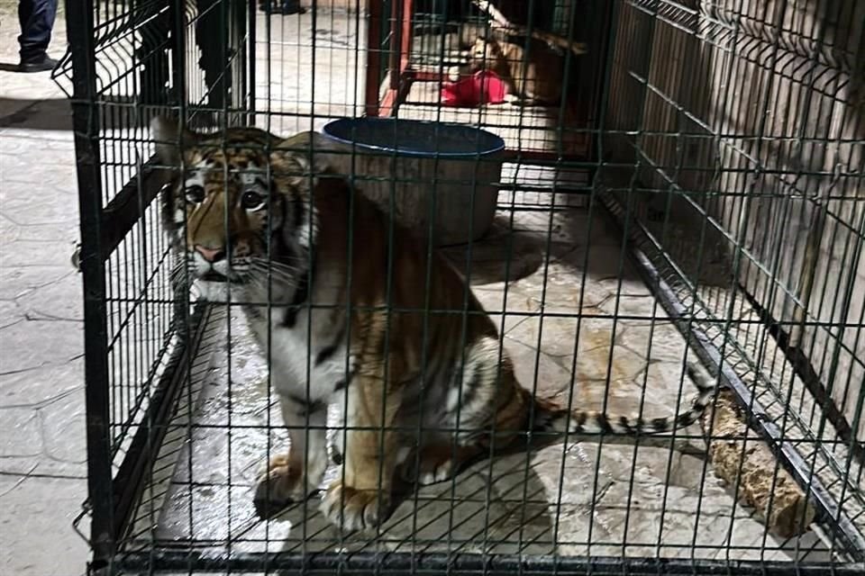 El tigre asegurado durante el operativo realizado por guardias civiles y soldados.