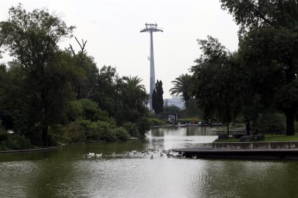 Activistas señalan que están en riesgo alrededor de 900 árboles del Bosque de Chapultepec.