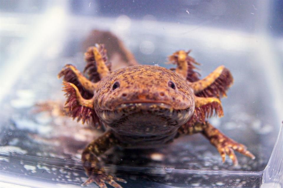 El ajolote de Xochimilco es una especie en peligro de extinción.