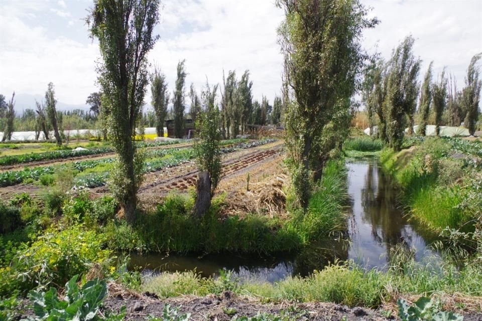 Las chinampas-refugio son sitios de protección para los ajolotes de Xochimilco.