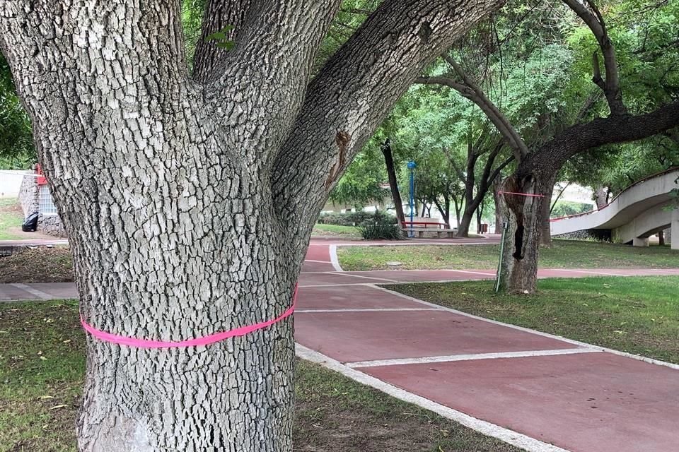 Tras identificarlos, el municipio de San Pedro coloca señalamientos en los árboles, como los listones que hay en Calzada del Valle.