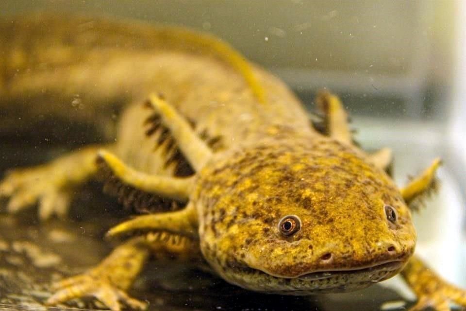 El axolote mexicano, cuyo hábitat está en los canales de Xochimilco, una alternativa para ayudar esta especie es la campaña de adopción simbólica AdoptAxolotl.