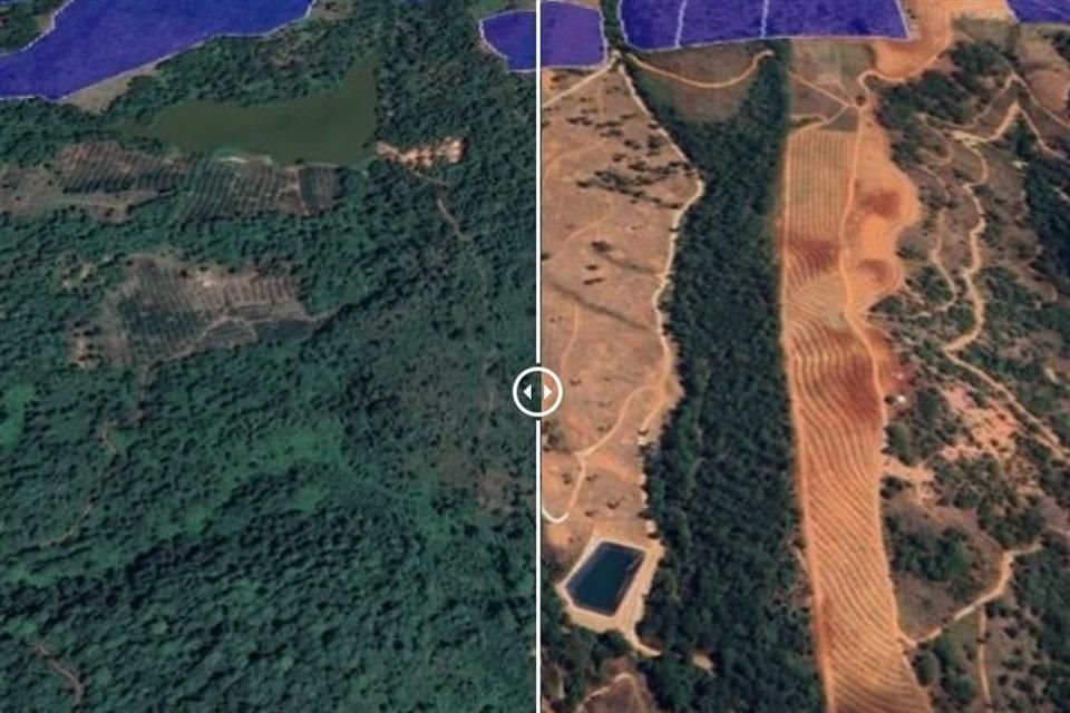 La demanda internacional cada vez mayor de este producto ha impulsado la tala generalizada de bosques en Michoacán y Jalisco, los dos estados que producen la totalidad de los aguacates mexicanos que se exportan a EU.