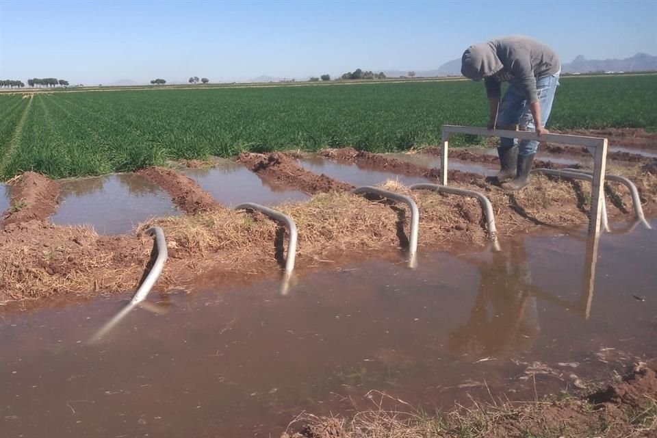 Irrimodel es una plataforma  que permite ahorrar hasta 40 por ciento de agua.