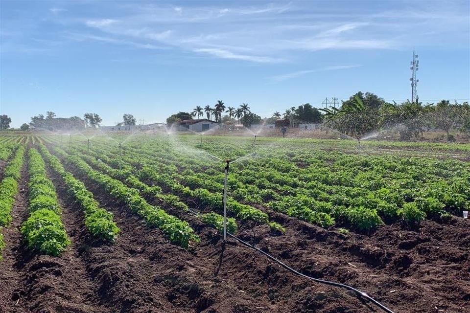 El objetivo de Irrimodel es ofrecer información oportuna en las zonas de cultivos de riego.