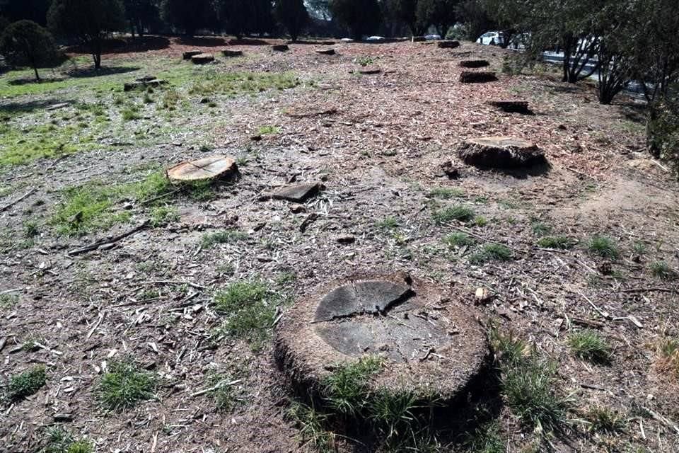 Las palmeras retiradas estaban alrededor del Lago Menor de la Segunda Sección del Bosque de Chapultepec.