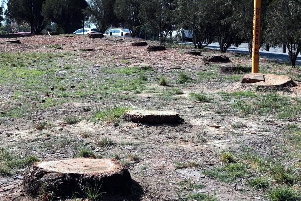 La plaga que obligó el retiro de la palma de la glorieta en Paseo de la Reforma, originalmente sólo era detectada a niveles cercanos al mar.