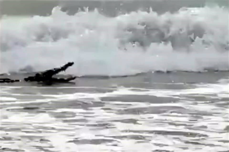 Apenas el miércoles, un cocodrilo fue visto nadando en la Playa El Palmar.
