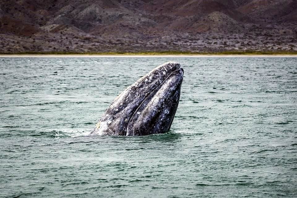 Avistamiento de ballenas.