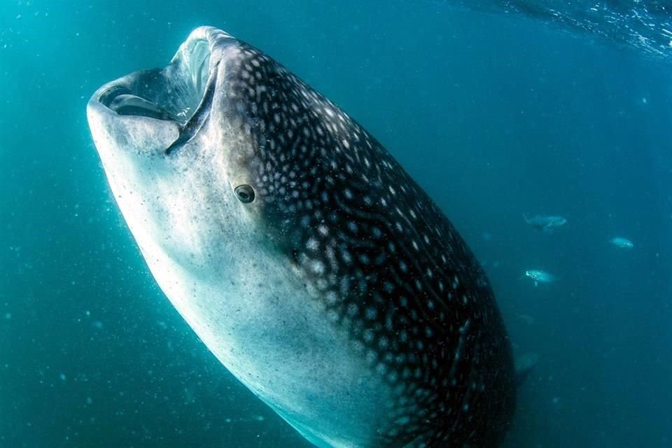 Nado con tiburón ballena.