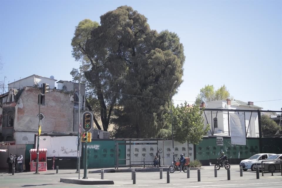 El ahuehuete se encuentra dentro de un predio sobre Avenida Insurgentes Sur y Álvaro Obregón, en la Colonia Roma Norte.