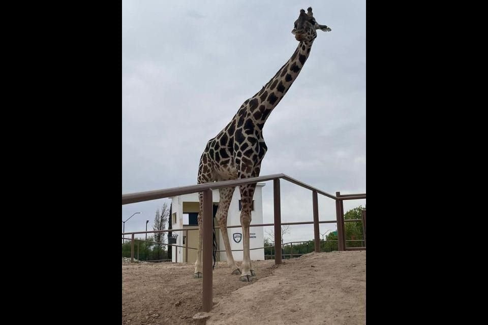 'Benito' es una jirafa que vive en el Parque Central de Ciudad Juárez, Chihuahua.