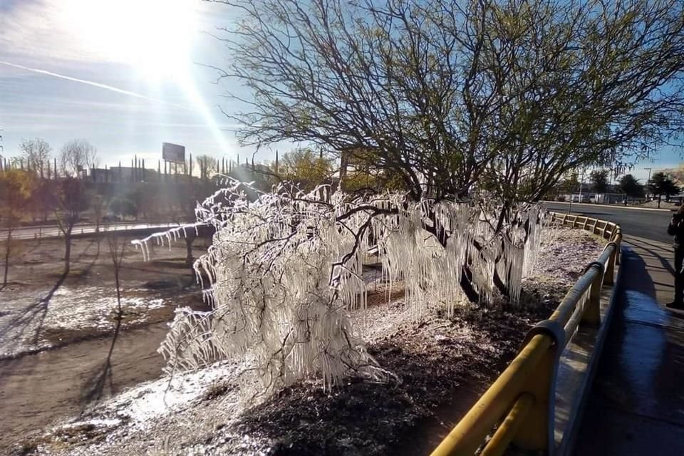 Árboles congelados en la ciudad de Chihuahua, que registró -7 grados Celsius.