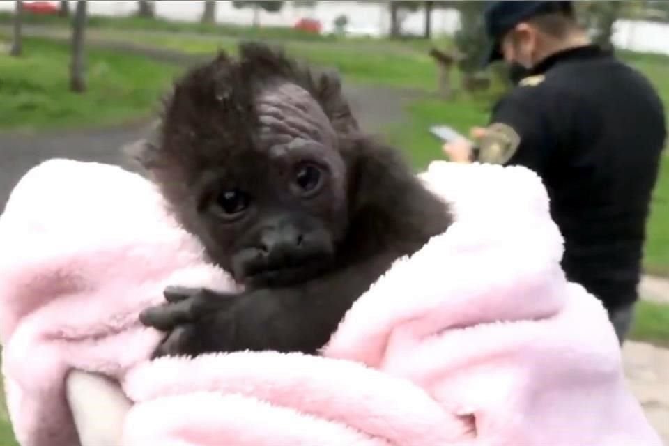 Alrededor de 80 animales exóticos han sido rescatados por personal de la Brigada de Vigilancia Animal en lo que va del año en distintas partes de la CDMX.