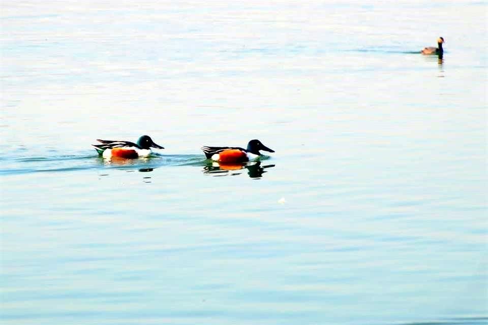 Al Lago Xico-Tláhuac arriban más de 300 especies  cada año.