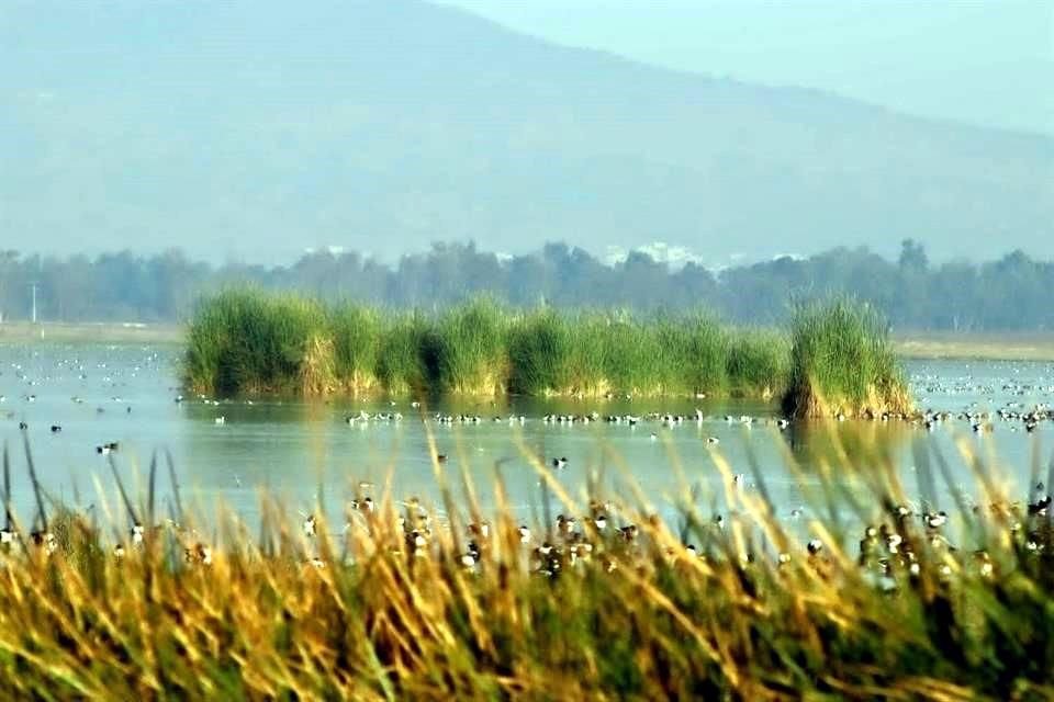 El área protegida comprende la zona de Ejidos de Xochimilco y San Gregorio Atlapulco hacia el sistema lacustre Lago Tláhuac-Xico.