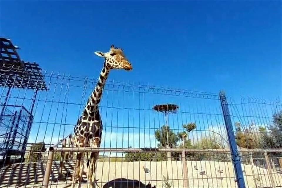 Con 3 años de edad y una altura de 4 metros, el animal sustituyó a 'Modesto', otra jirafa que falleció en 2022, dentro de la sección poniente del Parque Central.