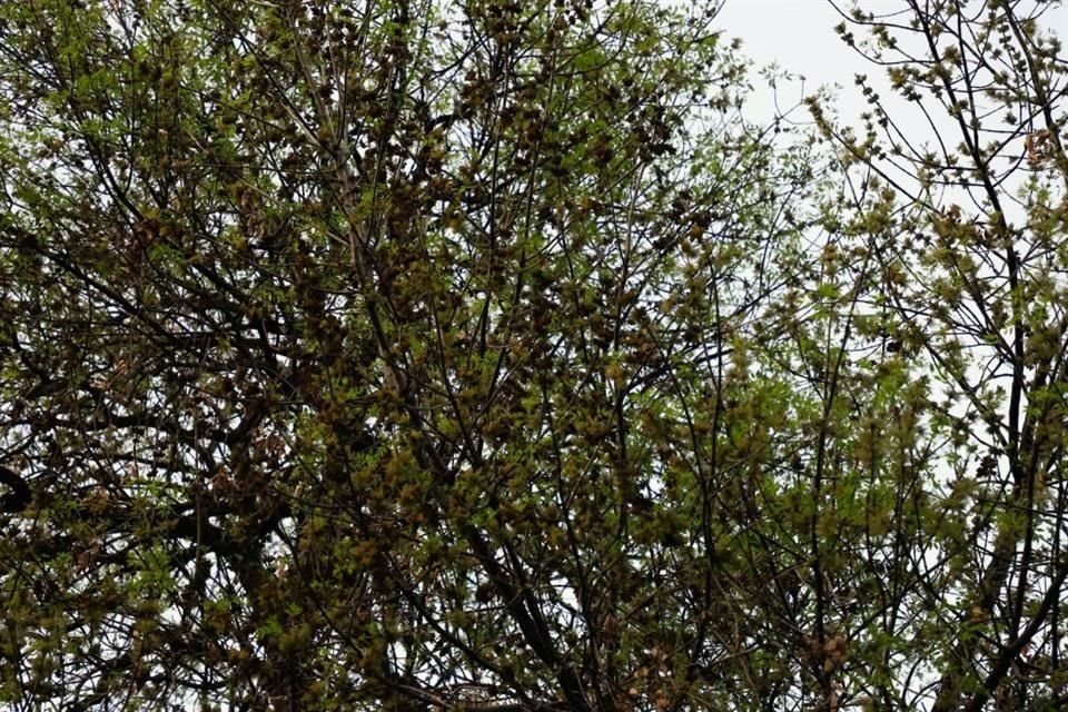 Las reacciones alérgicas las pueden presentar las personas por primera vez, pero los síntomas se acentúan en enero y febrero en aquella población que padece rinitis alérgica, asma o conjuntivitis.