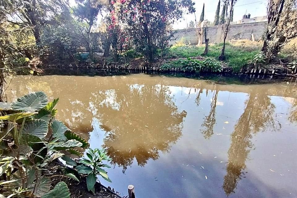 El bajo nivel en los canales de Xochimilco y las descargas de aguas residuales afectan a los peces.