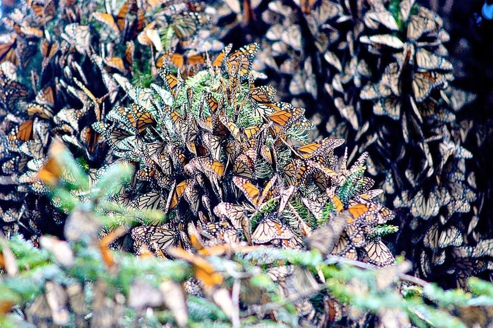 Angangueo es un rincón de Michoacán enclavado entre cerros boscosos.