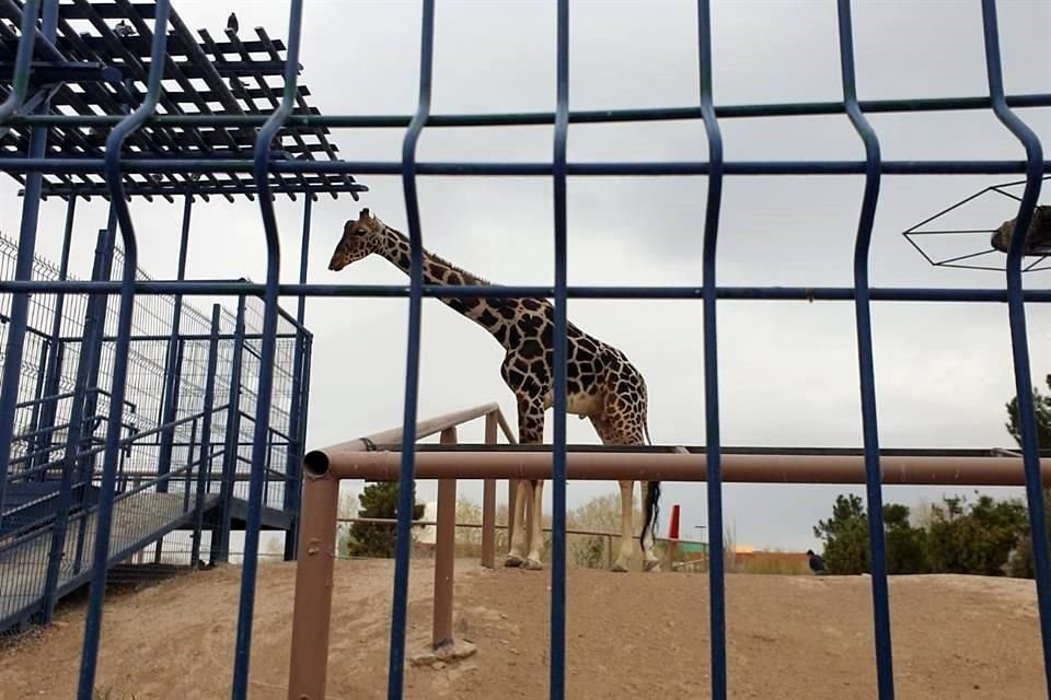 Benito llegó hace ocho meses al Parque Central de Ciudad Juárez.