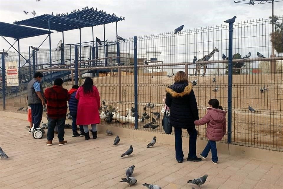 Familias juarenses han acudido al parque para despedirse de la jirafa, que, aseguran, generó gran aceptación, sobre todo entre los niños. 