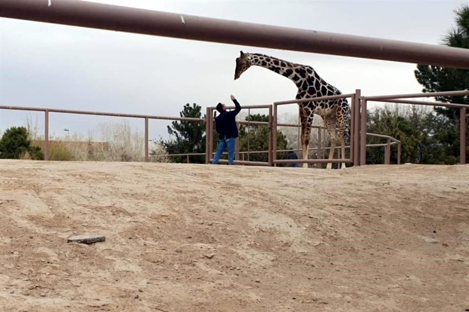 Aún se alista el traslado del ejemplar a su nuevo hogar, en Puebla.