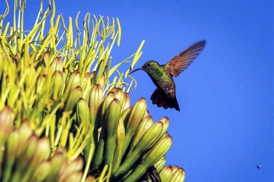 La red Poliniza suma 108 jardines para polinizadores a lo largo del País, siendo la CDMX la entidad que más concentra: 25.