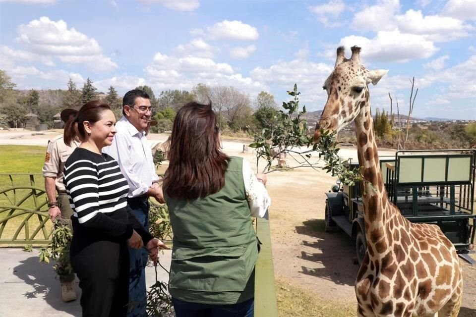 'Benito' vivirá en el centro de conservación Africam Safari.